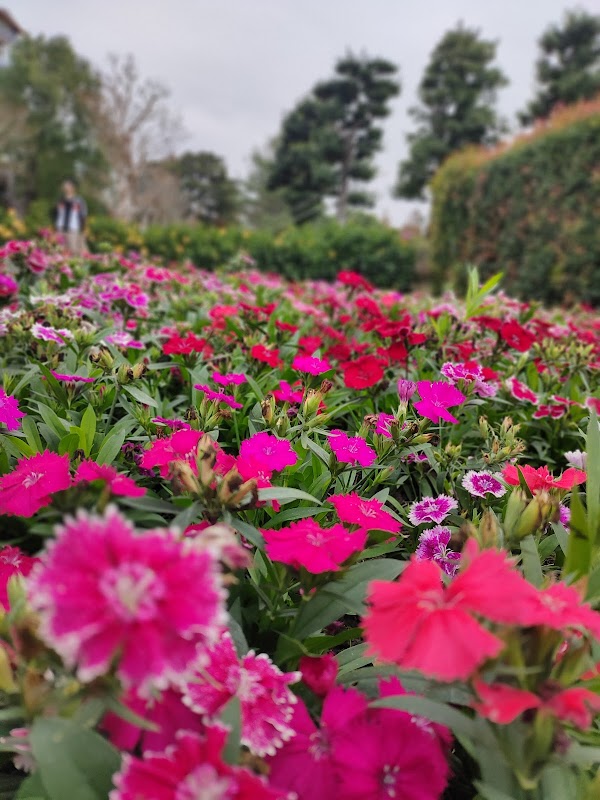 Alishan 5