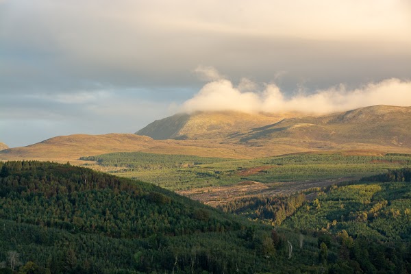 Blackmuir Wood