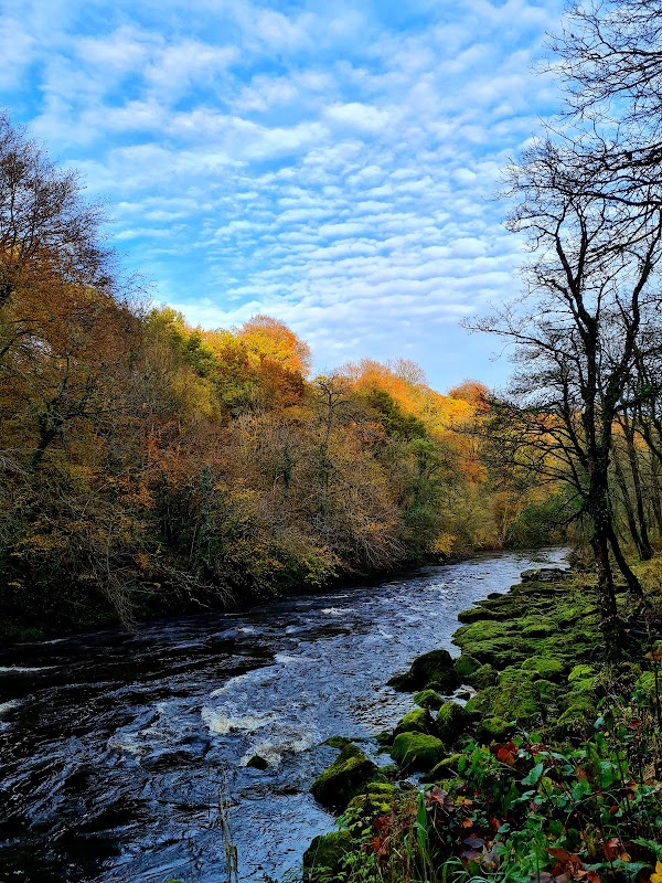 Strid Wood