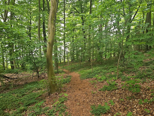 Suserup Skov