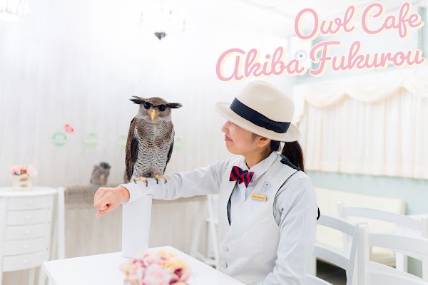 Owl Cafe Tokyo 3