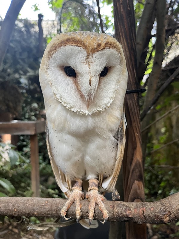 湯布院のフクロウの森