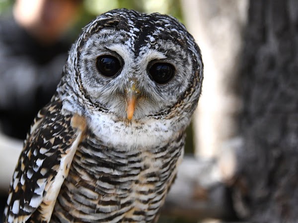 湯布院のフクロウの森 5