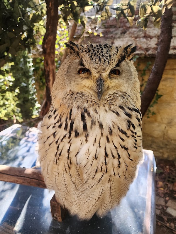 湯布院のフクロウの森 4