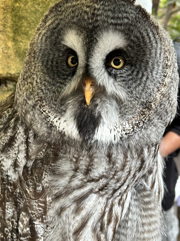 湯布院のフクロウの森 3