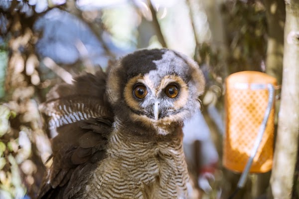 湯布院のフクロウの森 2