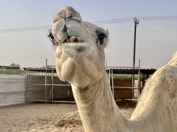 Abu Dhabi Desert Safari 5