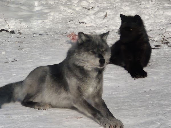 Haliburton Forest & Wild Life Reserve Ltd 2