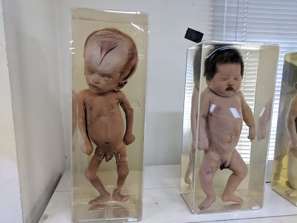 Siriraj Medical Museum