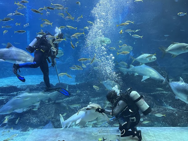 SEALIFE Busan Aquarium 1