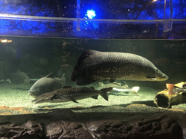 SEALIFE Busan Aquarium 4