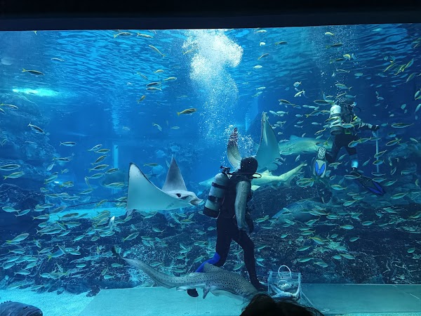 SEALIFE Busan Aquarium 3