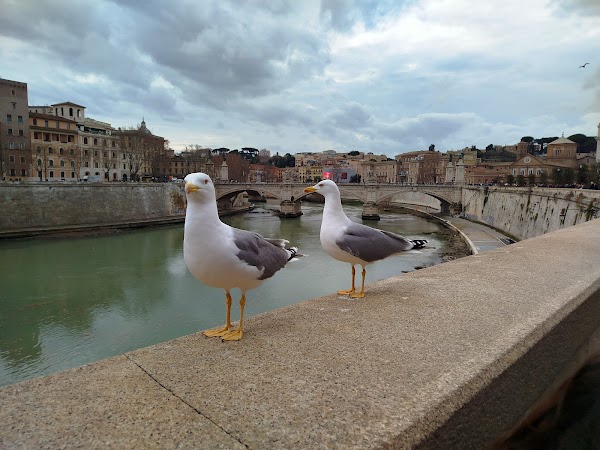 Lungotevere roma 4
