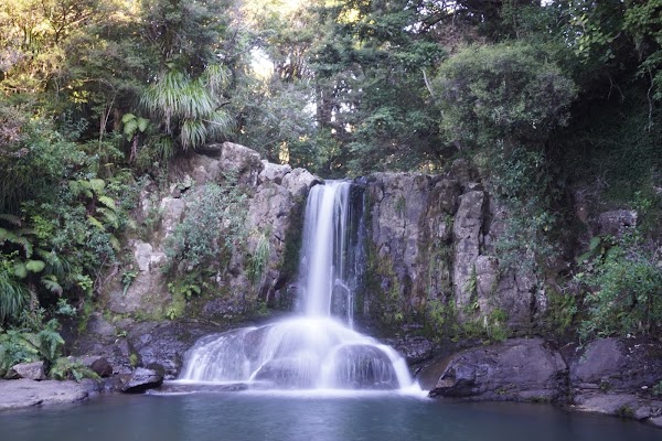 Waiau Kauri Grove