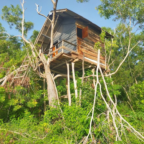 Rumah Pohon