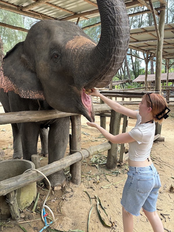 Elephant Home