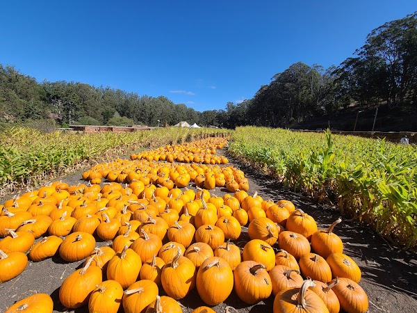 Arata’s Pumpkin Farm 1