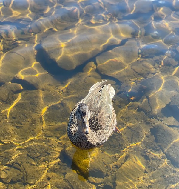 First Connecticut Lake 3