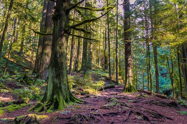 Cypress Falls Park | West Vancouver 4