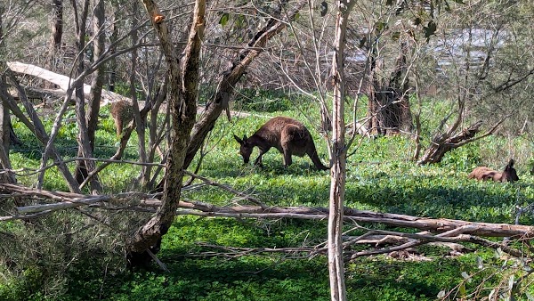 Syd's Rapids