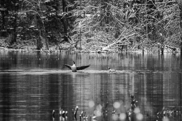 Great North Woods Region