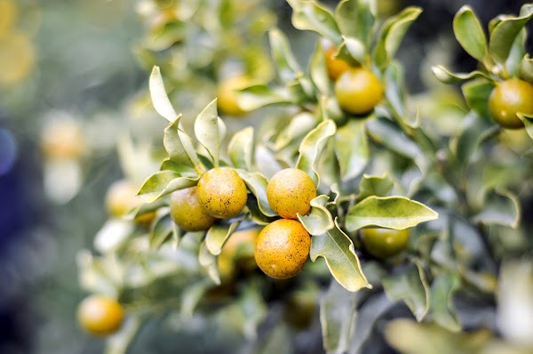 Mandarin Orange Farm 4