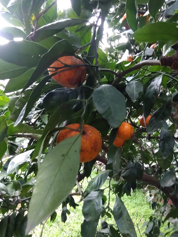 Mandarin Orange Farm 3