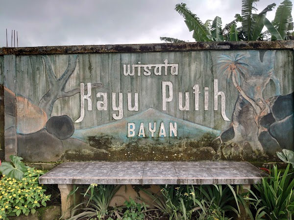 Bayan Ancient Tree 5