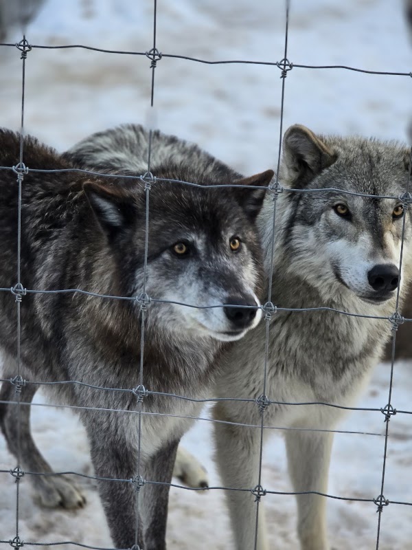 Colorado Wolf and Wildlife Center 5