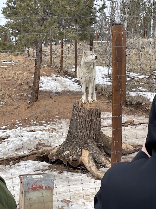 Colorado Wolf and Wildlife Center 3