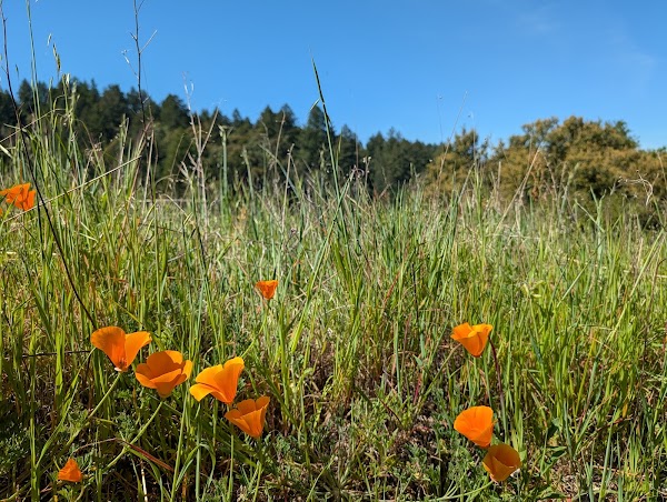 Long Ridge Open Space Preserve 3