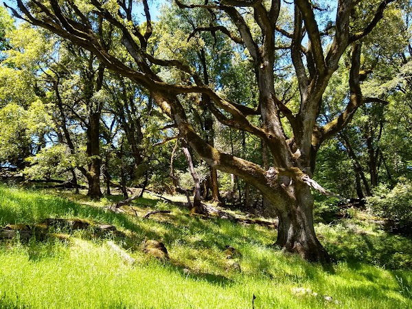 Long Ridge Open Space Preserve 2