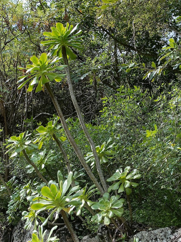 Reserva Natural Especial de los Tilos 4