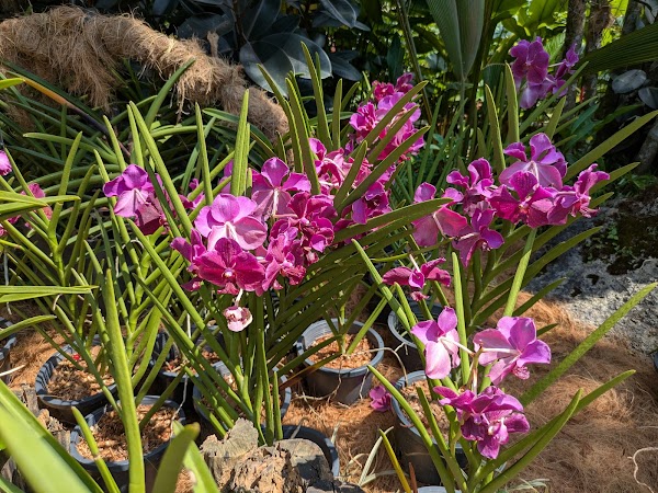 Orchid & Hibiscus Gardens 1