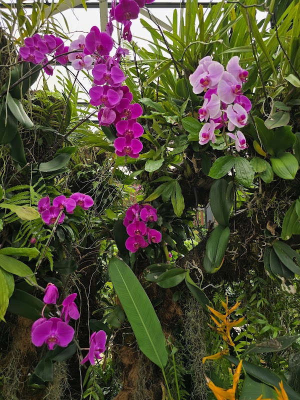 Orchid & Hibiscus Gardens 5