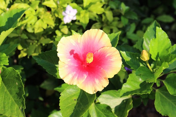 Orchid & Hibiscus Gardens 3