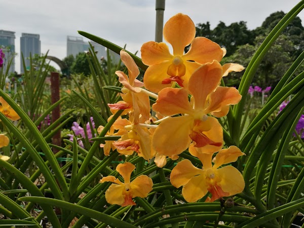 Orchid & Hibiscus Gardens 2