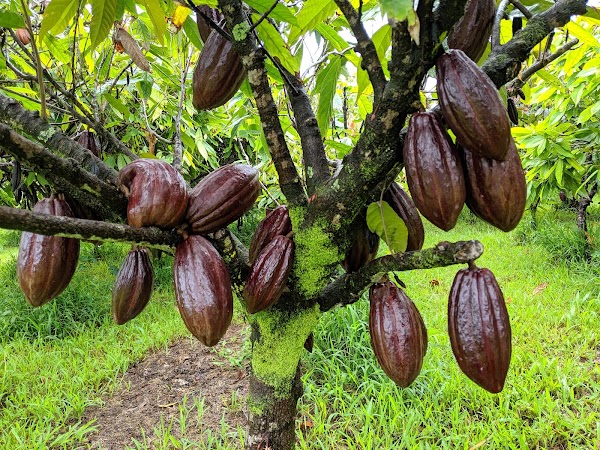 Lavaloha Chocolate - Farm Tours 5