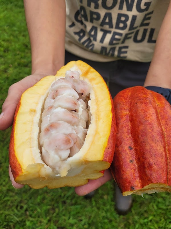 Lavaloha Chocolate - Farm Tours 2