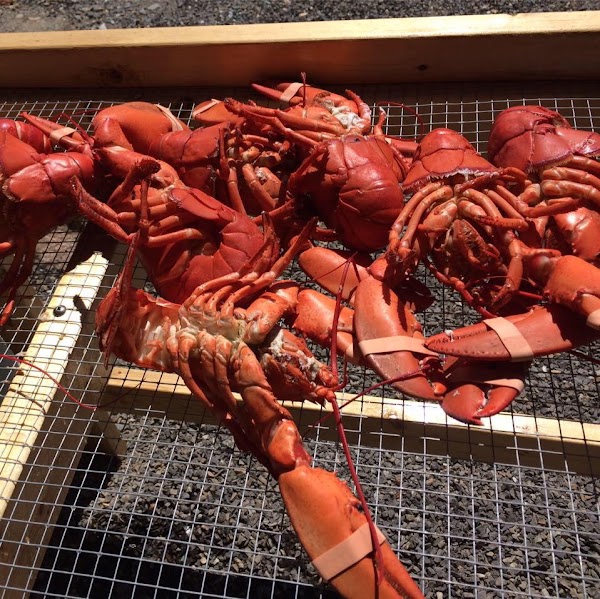 The Travelin Lobster, LLC 5