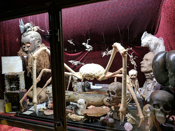 The Viktor Wynd Museum of Curiosities, Fine Art & UnNatural History 4