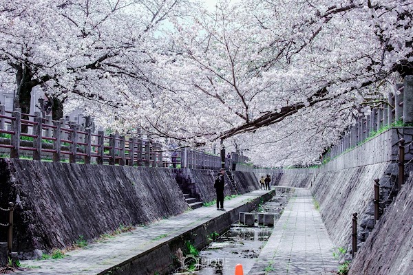 一本松川緑道