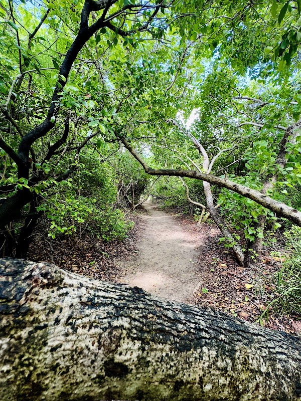 Krusadai Island 1