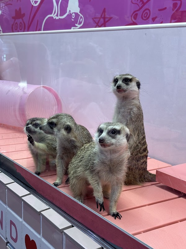 Harajuku Kawaii Zoo Land 3