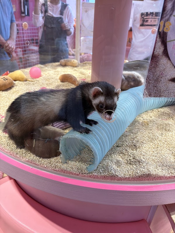 Harajuku Kawaii Zoo Land 2