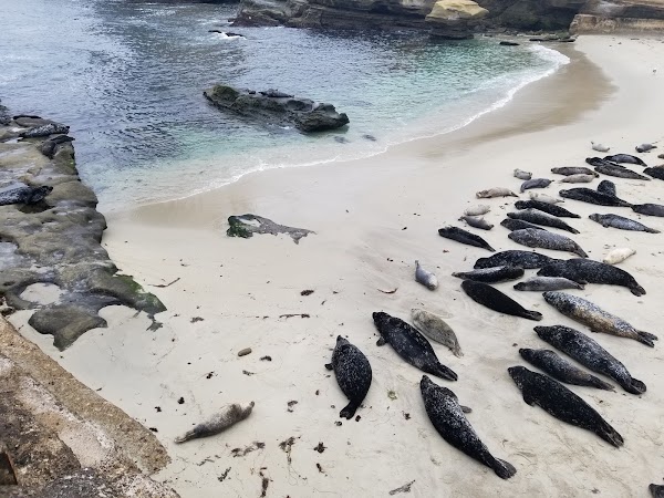Children's Pool La Jolla 2
