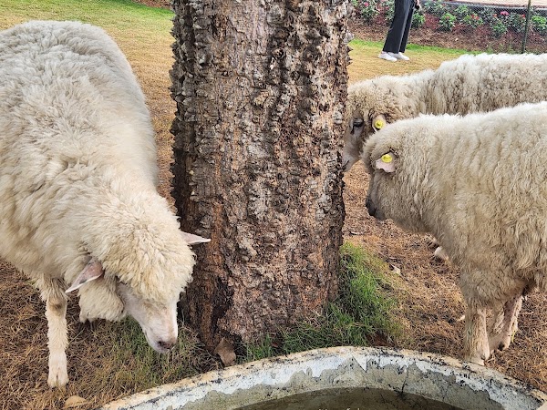 เค มง อัลปาก้า เขาใหญ่ K Hmong Alpaca