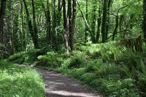 Forest Park 1