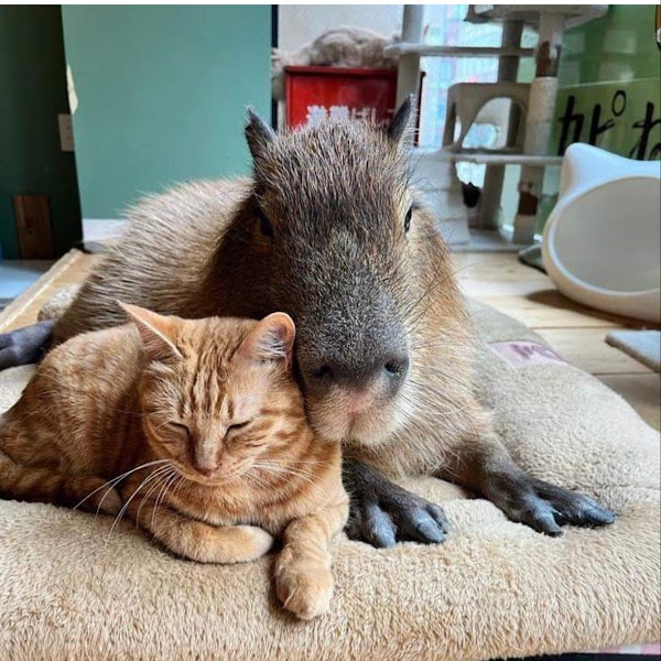 Capy Neko Cafe Kichijoji 5