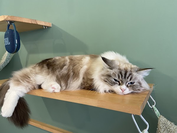 Capy Neko Cafe Kichijoji 3